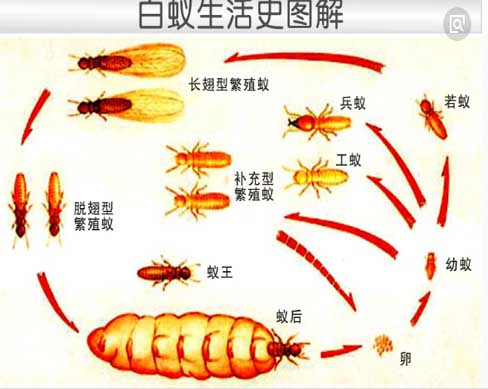 白蚁知识 —白蚁生活史