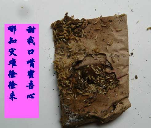 白蚁诱杀剂-引诱方法