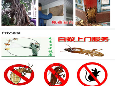 专业上门除白蚁-解密