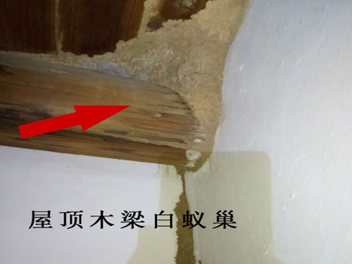 怎么找出白蚁窝白蚁巢