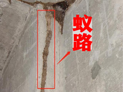 -晋江治理白蚁-为什么装修前要做防白蚁处理