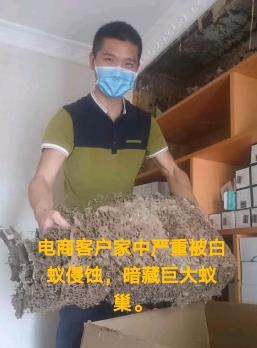 惠安泉港区域消杀白蚂蚁除害除白蚁【城保抓白蚁防治部门专业彻底】