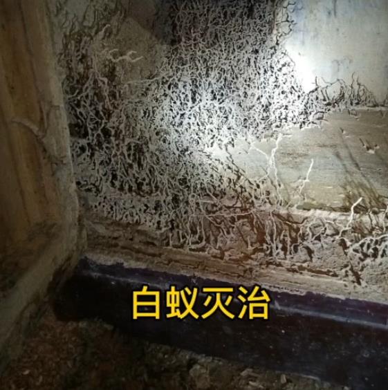 泉港区南埔杀白蚁灭白蚁怎么收费，泉港城保防治白蚁不盲目，质量保障最重要