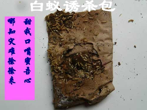 诱杀白蚁解剖现场 白蚁引诱白蚁方法