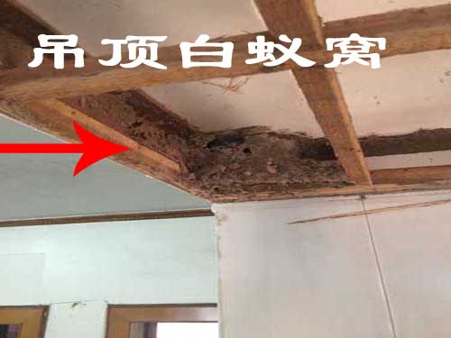 除白蚁 挖蚁巢 白蚁找巢挖窝的方法