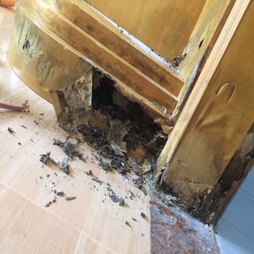 泉州市洛江区白蚁防治来电访问